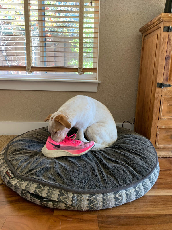 My Name is Rosie and I Eat Running Shoes!