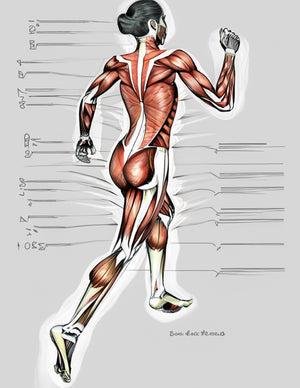 An AI generated image of a female runner from behind showing all of the muscle groups in an artistic scientific drawing